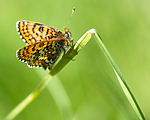 BB 13 0529 / Melitaea cinxia / Prikkrutevinge